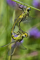 Yellow-legged Clubtail (Gomphus pulchellus) dragonflies mating, Upper Bavaria, Germany