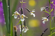 Marsh Helleborine (Epipactis palustris) flowers, Upper Bavaria, Germany