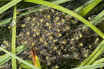 Orb-weaver Spider (Araneidae) spiderlings, Upper Bavaria, Germany