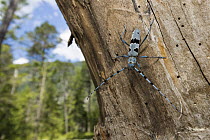 Rosalia Longicorn (Rosalia alpina) beetle in forest, Alps, Upper Bavaria, Germany