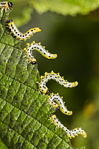 Sawfly (Craesus septentrionalis) larvae in defensive posture, Upper Bavaria, Germany