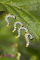 Sawfly (Craesus septentrionalis) larvae in defensive posture, Upper Bavaria, Germany