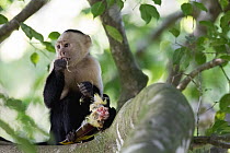 White-faced Capuchin (Cebus capucinus) feeding on Chestnut-mandibled Toucan (Ramphastos swainsonii) prey, Osa Peninsula, Costa Rica