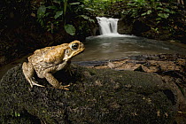 Cane Toad (Bufo marinus) near waterfall, Osa Peninsula, Costa Rica