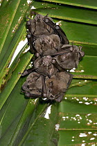 Silky Short-tailed Bat (Carollia brevicauda) group roosting, Osa Peninsula, Costa Rica