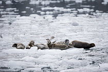 Harbor Seal (Phoca vitulina) group on ice floe, Glacier Bay National Park, Alaska