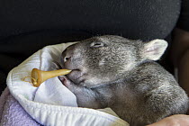 Common Wombat (Vombatus ursinus) five month old orphaned joey with pacifier in mouth, Bonorong Wildlife Sanctuary, Tasmania, Australia