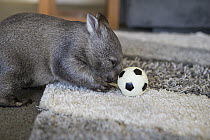 Common Wombat (Vombatus ursinus) six month old orphaned joey playing with ball in foster home, Bonorong Wildlife Sanctuary, Tasmania, Australia