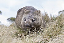 Common Wombat (Vombatus ursinus) grazing, Cradle Mountain-Lake Saint Clair National Park, Tasmania, Australia