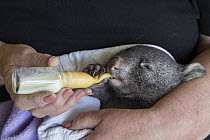 Common Wombat (Vombatus ursinus) five and a half month old joey bottle feeding, Bonorong Wildlife Sanctuary, Tasmania, Australia