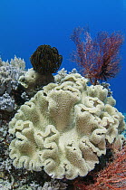 Leather coral, Raja Ampat Islands, Indonesia