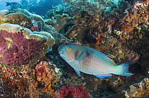 Redlip Parrotfish (Scarus rubroviolaceus) feeding on coral, Raja Ampat Islands, Indonesia