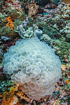 Rounded Bubblegum Coral (Plerogyra sinuosa), Raja Ampat Islands, Indonesia