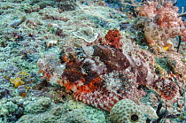 Tassled Scorpionfish (Scorpaenopsis oxycephala) camouflaged in reef, Raja Ampat Islands, Indonesia