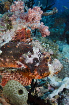 Tassled Scorpionfish (Scorpaenopsis oxycephala), Raja Ampat Islands, Indonesia