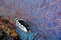 Clown Triggerfish (Balistoides conspicillum) and sea fan, Raja Ampat Islands, Indonesia
