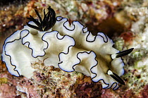 Nudibranch (Glossodoris atromarginata), Raja Ampat Islands, Indonesia