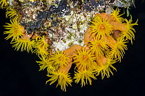 Sun Coral (Tubastrea sp) group, Raja Ampat Islands, Indonesia
