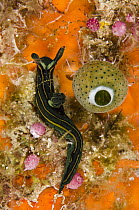 Nudibranch (Tambja sp), new species, Raja Ampat Islands, Indonesia