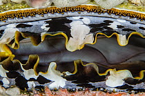 Oyster (Spondylus varians) mantle, Raja Ampat Islands, Indonesia