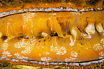 Oyster (Spondylus varians) mantle showing multiple eyes, Raja Ampat Islands, Indonesia