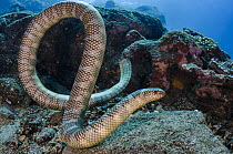 Broad-banded Blue Sea Krait (Laticauda semifasciata), Gili Air, Banda Sea, Indonesia