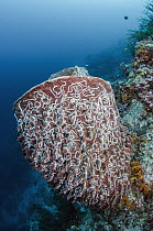 Sea Cucumber (Synaptula lamperti) group on Giant Barrel Sponge (Xestospongia sp), Raja Ampat Islands, Indonesia