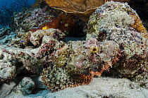 Scorpionfish (Scorpaenopsis sp) camouflaged in reef, Raja Ampat Islands, Indonesia