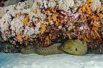 Yellow-edged Moray (Gymnothorax flavimarginatus) hiding in reef, Raja Ampat Islands, Indonesia