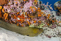 Yellow-edged Moray (Gymnothorax flavimarginatus) hiding in reef, Raja Ampat Islands, Indonesia