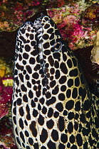 Honeycomb Moray Eel (Gymnothorax favagineus), Banda Sea, Indonesia