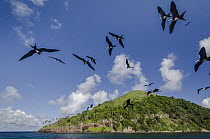 Christmas Island Frigatebird (Fregata andrewsi) group flying near island, Gili Air, Banda Sea, Indonesia