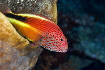 Freckled Hawkfish (Paracirrhites forsteri), Banda Sea, Indonesia