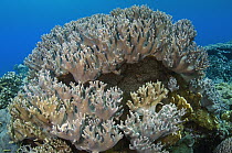 Soft Coral (Sinularia sp), Banda Sea, Indonesia