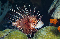 Spotfin Lionfish (Pterois antennata), Banda Sea, Indonesia