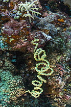 Wire Coral (Cirrhipathes spiralis), Banda Sea, Indonesia