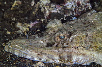 Beaufort's Crocodilefish (Cymbacephalus beauforti), Banda Sea, Indonesia