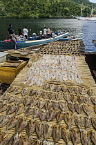 Drying fish in fish market, Banda Islands, Banda Sea, Indonesia
