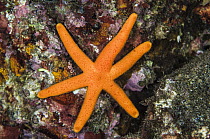Orange Starfish (Echinaster luzonicus), Banda Sea, Indonesia
