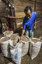 Nutmeg (Myristica fragrans) production, Banda Islands, Banda Sea, Indonesia