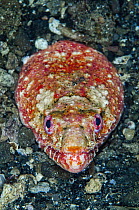 Reptilian Snake Eel (Brachysomophis henshawi), Banda Sea, Indonesia