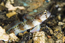 Arcfin Shrimpgoby (Amblyeleotris arcupinna), Banda Sea, Indonesia