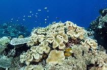 Leather Coral (Sarcophyton sp), Banda Sea, Indonesia