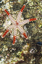 Candy Cane Sea Star (Fromia monilis), Banda Sea, Indonesia