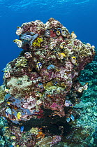 Ink-spot Ascidian (Polycarpa aurata) group, Banda Sea, Indonesia