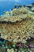 Staghorn Coral (Acropora formosa), Banda Sea, Indonesia