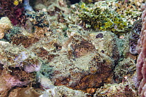 Esturine Stonefish (Synanceia horrida) camouflaged in reef, Banda Sea, Indonesia