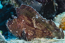 Leaf Scorpionfish (Taenianotus triacanthus), Ambon, Banda Sea, Indonesia