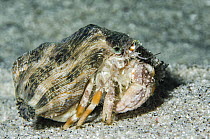 Pale Anemone Hermit Crab (Dardanus deformis), Banda Sea, Indonesia