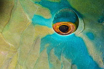 Redlip Parrotfish (Scarus rubroviolaceus) eye, Raja Ampat Islands, Indonesia